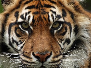 Sumatran-Tiger-Hero