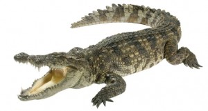 Crocodile. Image shot 2006. Exact date unknown.